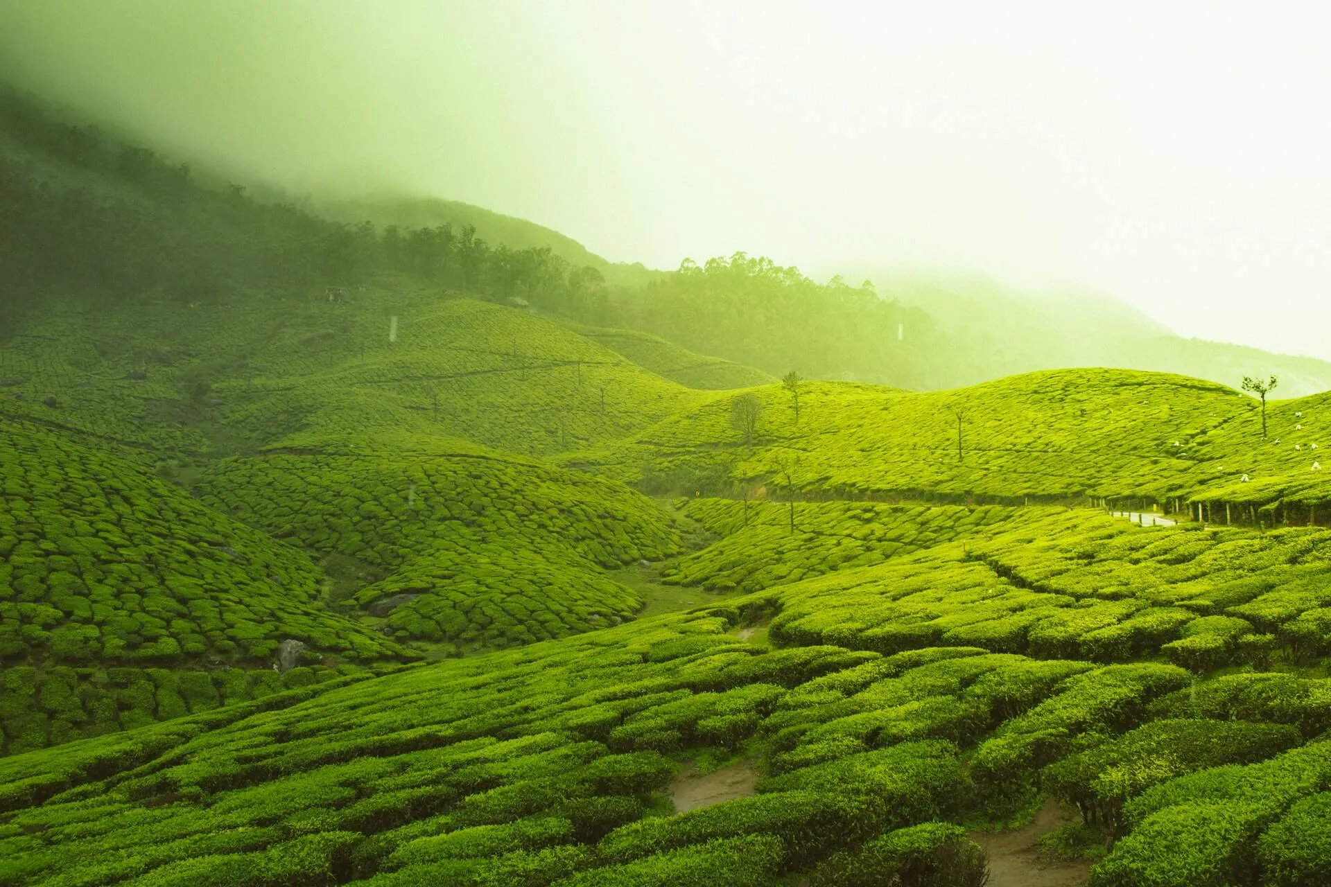 Best Travel Agency in Trivandrum